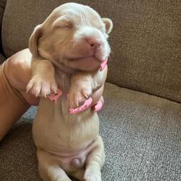 Hazel - Cream female Dachshund puppy in Madera, California from Winnie’s Doxies