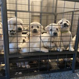 Labrador Retriever Puppies from The Homestead at Little Creek