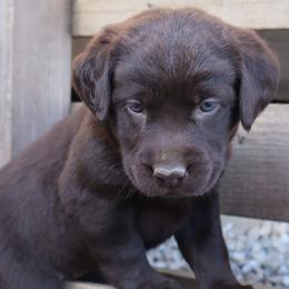 Grace - Chocolate female Labrador Retriever puppy in Camden, Indiana from Camden's Caring Canines