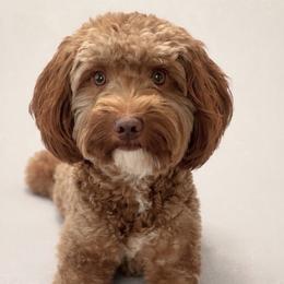 Rocket - Red  male Goldendoodle puppy in Escalon, California from Miley&Co.
