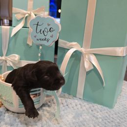 Tucker (Red Collar) - Black male Miniature Schnauzer puppy in Winter Haven, Florida from The Blue Eyed Schnauzer