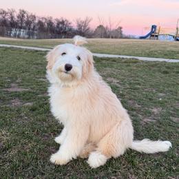 Bordoodle puppies from Tucker Bordoodles