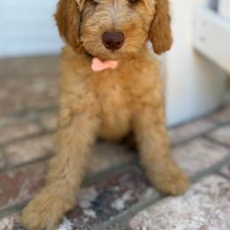 Orange - Apricot female Goldendoodle puppy in Shingle Springs, California from California Double Doodles