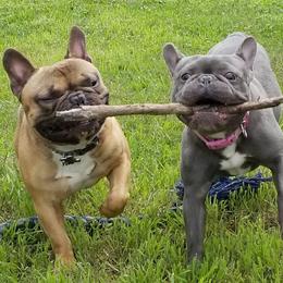 French Bulldogs from Three Vine Frenchies