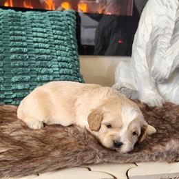 Meet Mason :) - Apricot male Cavapoo puppy in Centerville, Iowa from Barnyard Dachshunds, Dals & Doodles