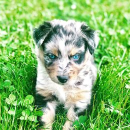 Australian Shepherds from C&J Australian Shepherds