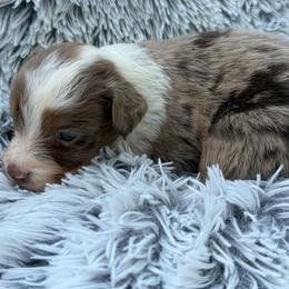 Oliver - Red merle male Toy Australian Shepherd puppy in Ambrose, Georgia from Brandilyn's Aussies