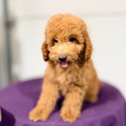 Harry - Red  male Poodle puppy in Bells, Texas from Partridge Doodles and Poodles