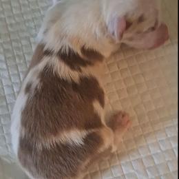 Finn - Red merle male Miniature Australian Shepherd puppy in Copperas Cove, Texas from Aussies Acre