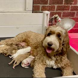 Bailey - Goldendoodle