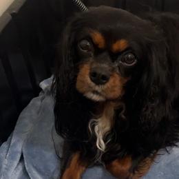 Indy - Cavalier King Charles Spaniel