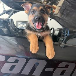 Zelina - Black and red female German Shepherd puppy in Whitewater, California from Vom Haus Metzler Shepherds