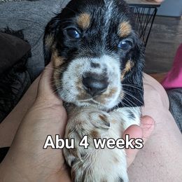 Abu - Brown black and white Basset Hound puppy in Cardington, Ohio from Buckeye Bassets 419