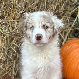Gracie - Red merle Australian Shepherd puppy in Jeddo, Michigan from Blue Water Aussies