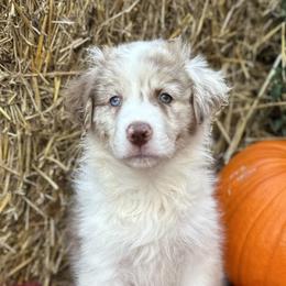 Gracie - Red merle Australian Shepherd puppy in Jeddo, Michigan from Blue Water Aussies
