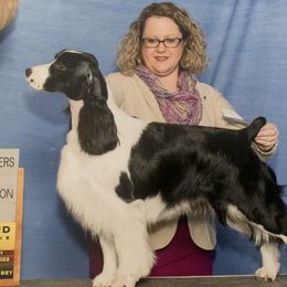 Sally - English Springer Spaniel