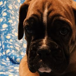 Boy 1 - Boxer puppy in Rocky Comfort, Missouri from Meredith's Boxer Puppies