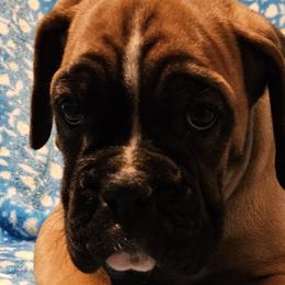 Boy 1 - Boxer puppy in Rocky Comfort, Missouri from Meredith's Boxer Puppies