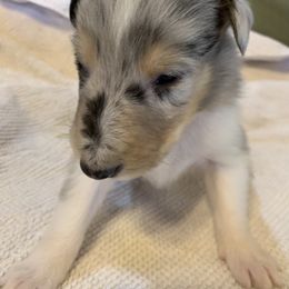"Merle Boy #3 DOB 12/05/22" Collie Puppies from ColliesOklahoma