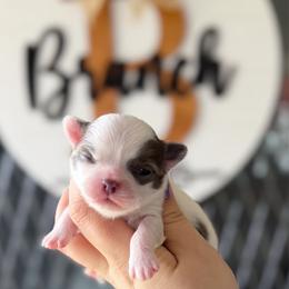 Cora - Blue and white female Chihuahua puppy in Harrison, Michigan from Cloud9 Chihuahuas