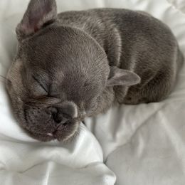 French Bulldog Puppies from Love & Frenchies