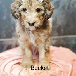 Bucket - Sable female Bernedoodle puppy in Pasco, Washington from Camp Doodle Woods
