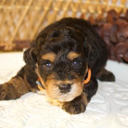 Male 2 - Tri-color male Bernedoodle puppy in Belgreen, Alabama from Scott’s Farm Poodles and Doodles