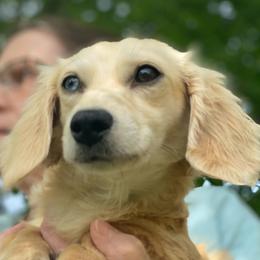 Maggie - Dachshund