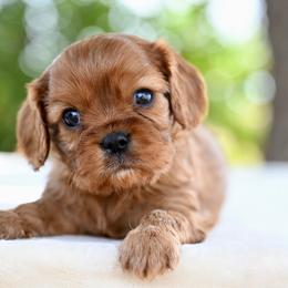 Bernie - Ruby male Cavalier King Charles Spaniel puppy in Lawton, Oklahoma from Lindsey’s Cavies