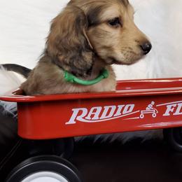 Dachshund Puppies from FleuryDachs