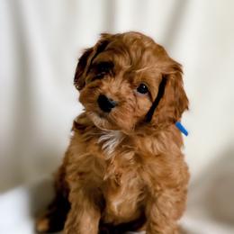 Duke - Red male Cockapoo puppy in Utica, Ohio from Poodle Me Crazy