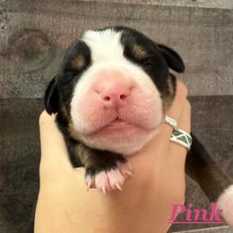 Pink girl - Black, white and red female Greater Swiss Mountain Dog puppy in Hockessin, Delaware from Simply Swissies