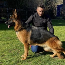 Astra - German Shepherd