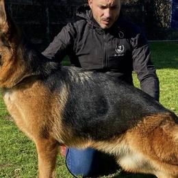 Astra - German Shepherd