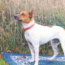 Vixie - Rat Terrier