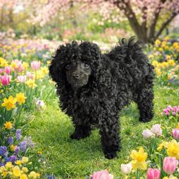 HP purple - Black female Poodle puppy in Benson, North Carolina from A Bundle of Love