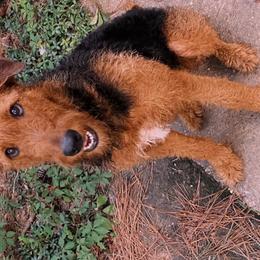 Airedale Terriers from Yocona River Airedale