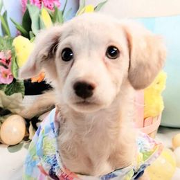 Virginia - Cream Maltipoo puppy in Stanwood, Washington from Cupcake Cuties