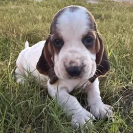 Pink lace ear - Black brown and white female Basset Hound puppy in Douglas, Georgia from Huffer Hounds and Havanese