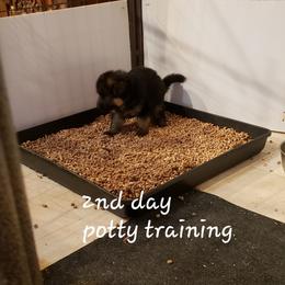 German Shepherd Puppies from Central Coast German Shepherds