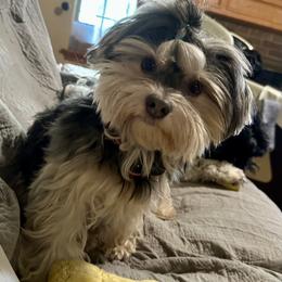 Baxter - Havanese