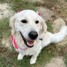 Lillie - Golden Retriever
