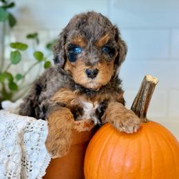 Blue - Blue merle male Bernedoodle puppy in Hesperia, Michigan from Red Acres Poodles & Doodles