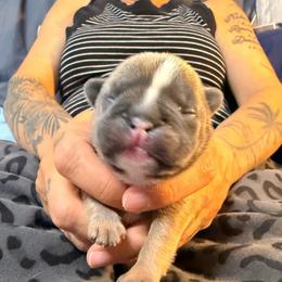 Girl 4 - Blue fawn female French Bulldog puppy in Spanaway, Washington from Frog Faced Frenchies
