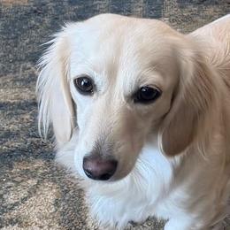 Bella - Dachshund