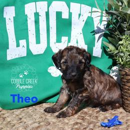 Theo - Sable male Bernedoodle puppy in Heyworth, Illinois from Cobble Creek Puppies