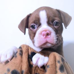 Baby Chronos - Seal and white male Boston Terrier puppy in Kingsport, Tennessee from Sleepwalker Bostons