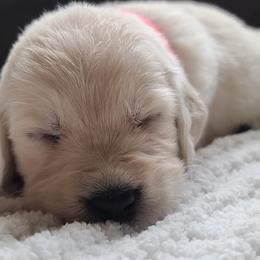 Golden Retriever Puppies from Southern Golden Retrievers