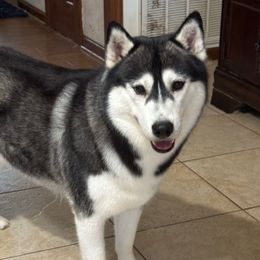 Turner - Siberian Husky