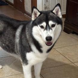 Turner - Siberian Husky